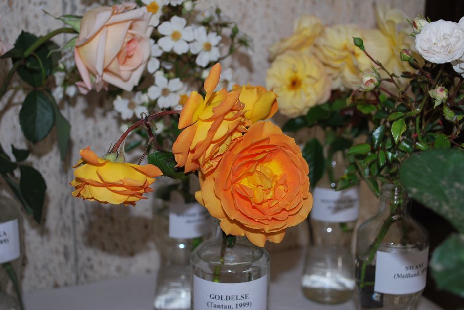 Vyhodnotenie súťaže Najkrajšia ruža v Arboréte