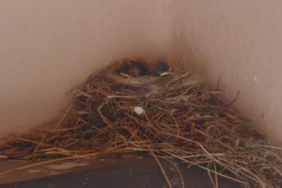 Máriu na terase prekvapili roztomilé mláďatká