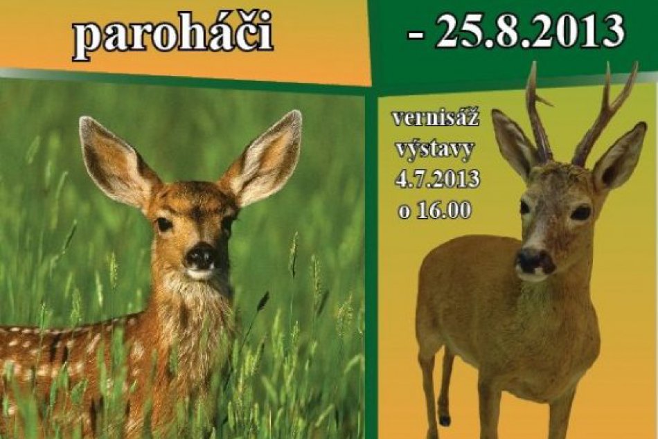 Spoznajte slovenských paroháčov: Ako vzniká parožie a aký hlas má jeleň v ruji?