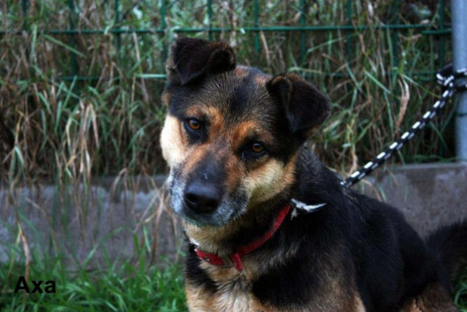 Adoptujte psíka: Títo havkáči hľadajú nový domov