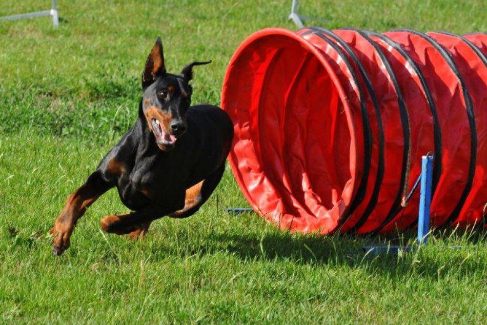 Agility klub Nitra 2013