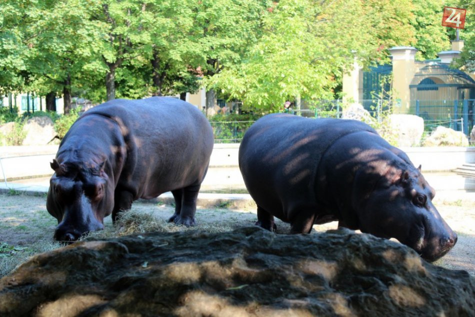 TIP NA VÝLET: ZOO v Schönbrunne