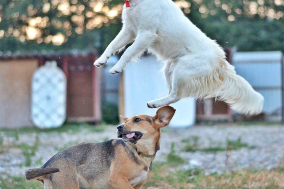 ADOPTUJTE PSÍKA: Bendyho život na reťazi. Lano na krku mu rezalo až do mäsa!