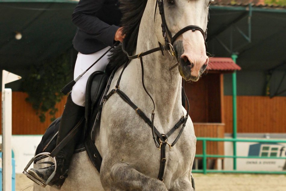 Šampionát mladých koní