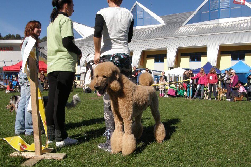 Psíky súťažili o titul v šikovnosti aj kráse