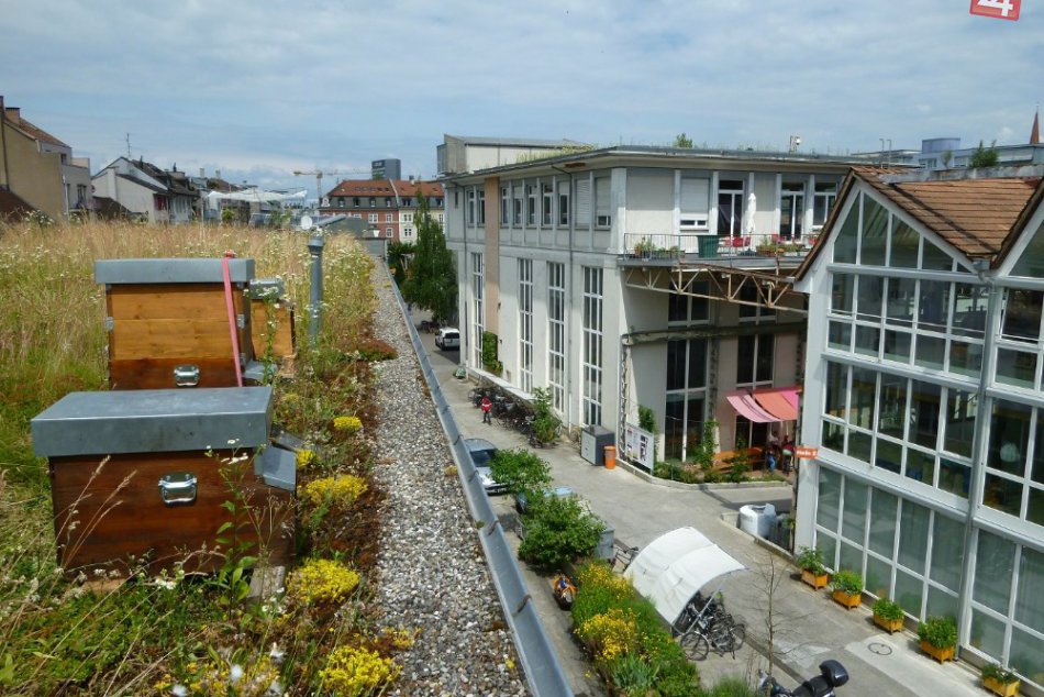 Sťahovanie včiel na mestské strechy