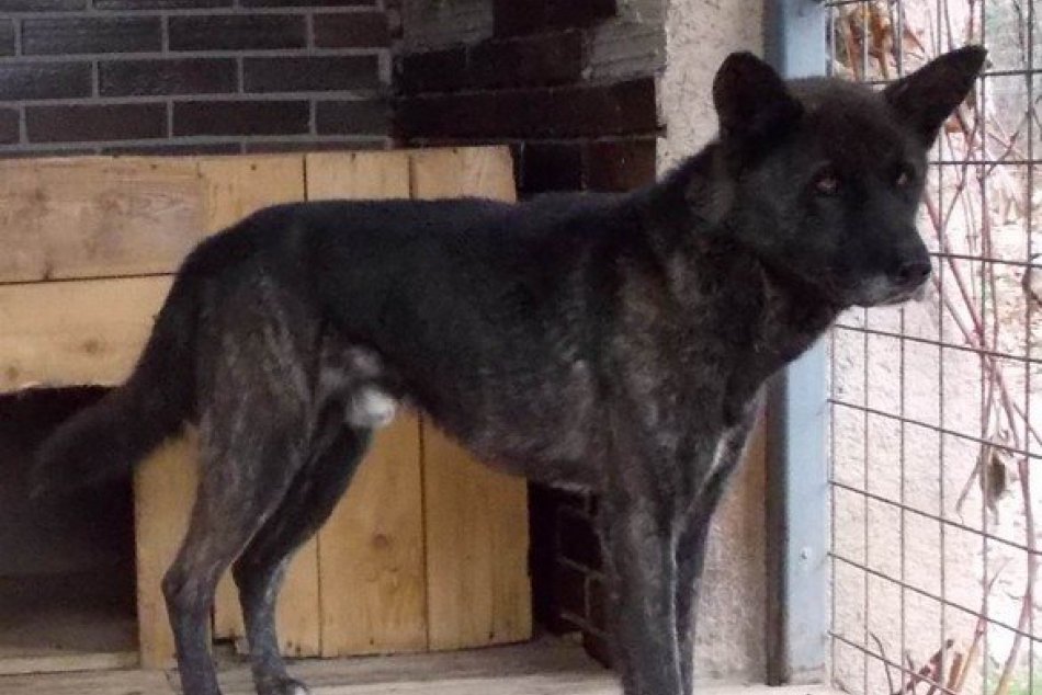 Týchto psíkov našli pobehovať po Rožňave