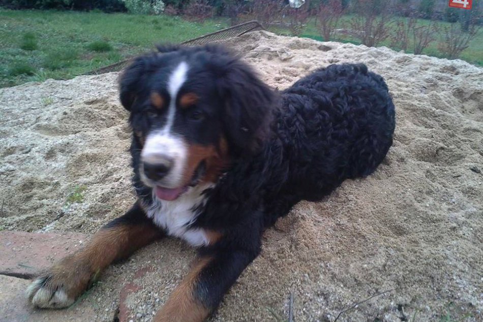 Bernský ovčiarsky pes