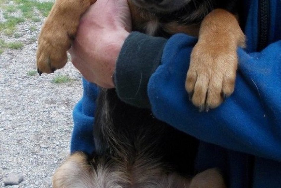 Týchto psíkov našli pobehovať po Rožňave