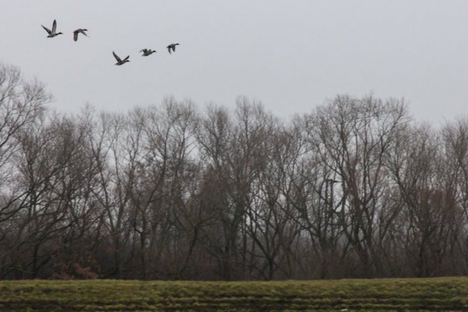 Zimný zraz michalovských turistov.Od vôd Zemplínskeho mora až k Bielej hore!