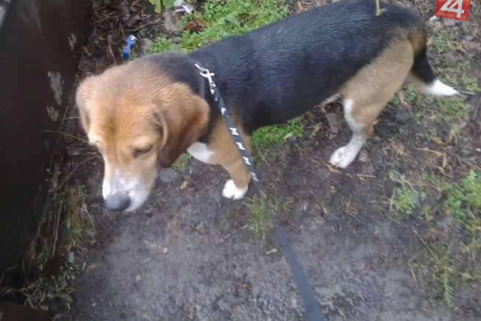 Vo Zvolene našli psíka, nepoznáte majiteľa?