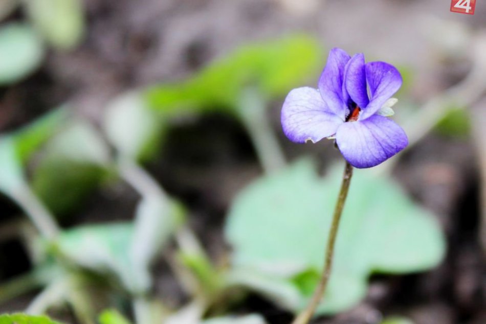 V Nitre rozkvitli jarné kvety