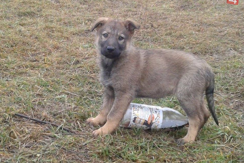 Vo Zvolene funguje Motel pre psov!