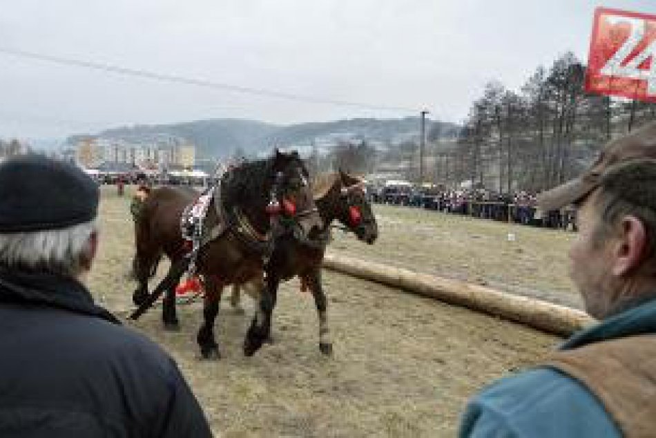 Zimná furmanská súťaž v Hriňovej bola najmä o sile ťažných koní
