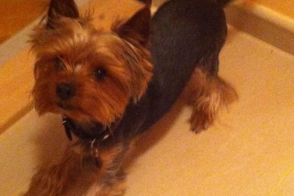 Stratený yorkshire terrier