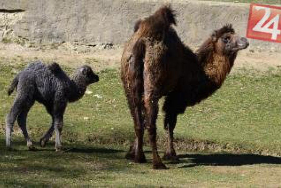 Košická zoo predstavila svetu svoj nový prírastok: Zoznámte sa s...