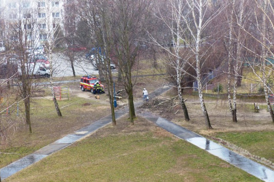 Na popradskom sídlisku išiel k zemi topoľ biely...