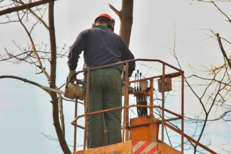 Vypiľovanie topoľov