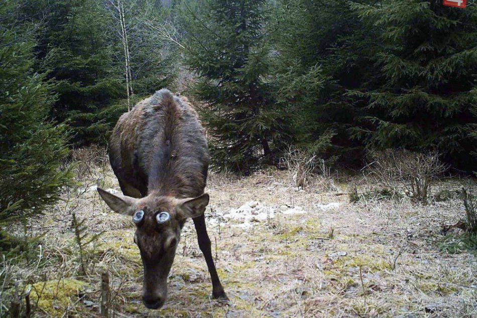 Jelene zhadzujú o mesiac skôr