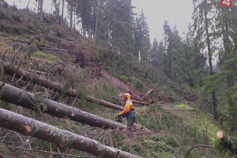 Kalamita v Mestských lesoch