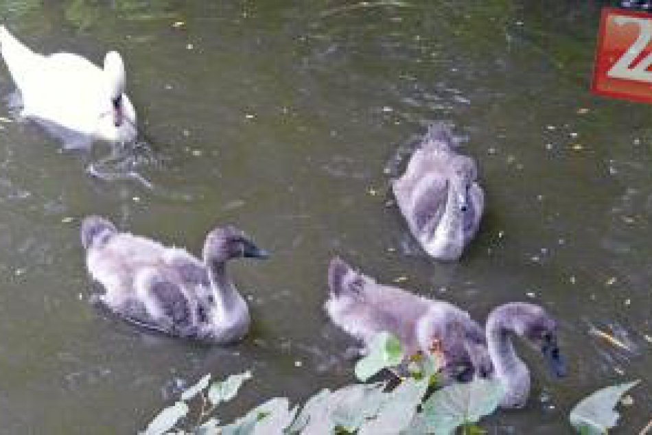 Lesopark Lučenec zvieratká