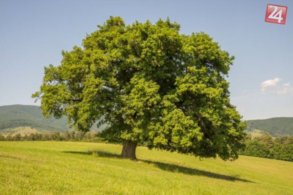 Dub letný bojuje o titul Strom roka 2014
