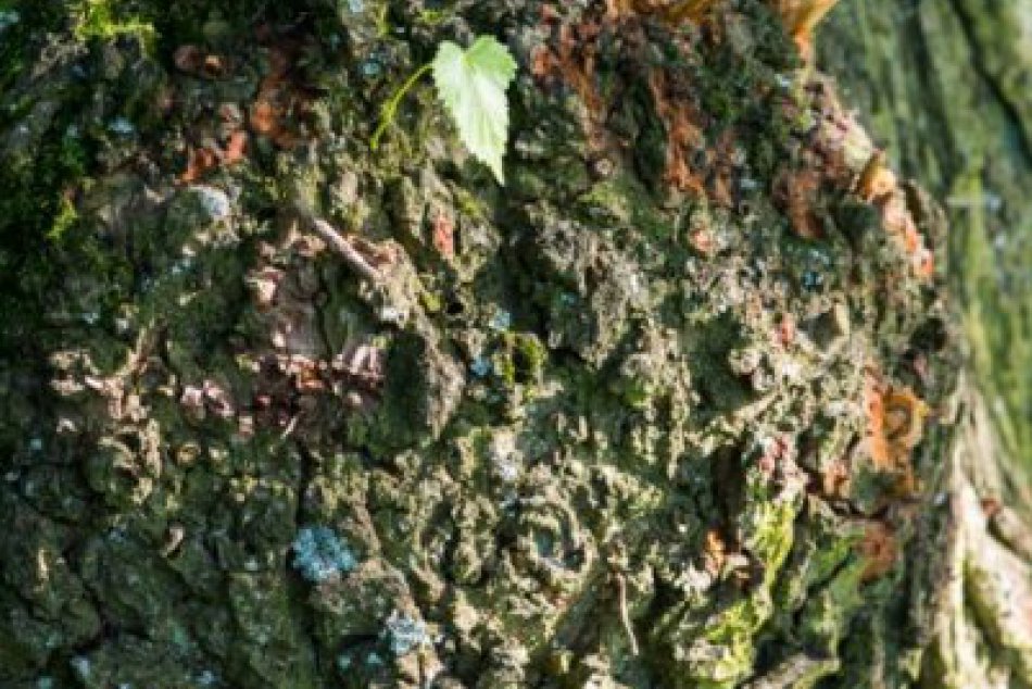 Opäť sa možno stromom roka stane strom od nás: Tento rok náš región reprezentuje