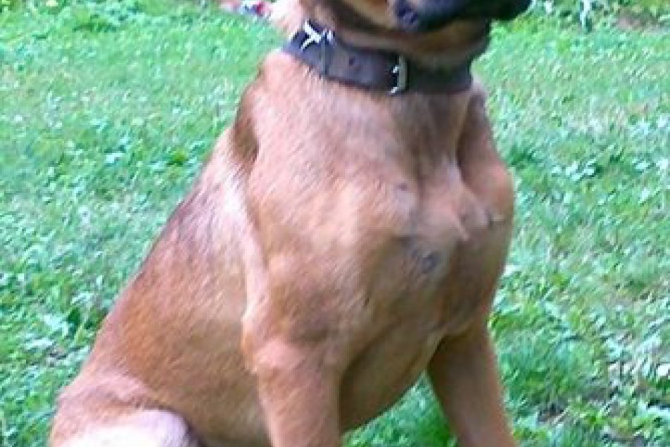 V Tajove sa stratil psík Macko