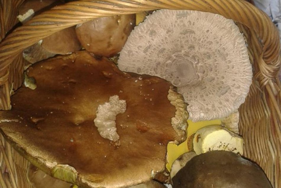 Hubárska sezóna v plnom prúde: Takto vyzerajú poriadne úlovky!