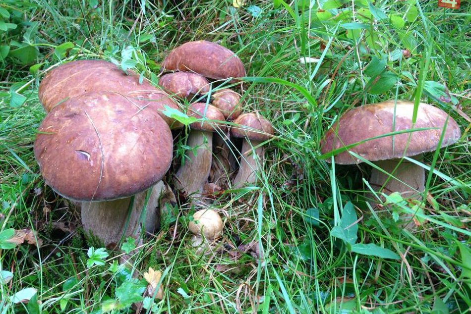 Hubár z Brusna objavil 11 dubákov na jednom mieste