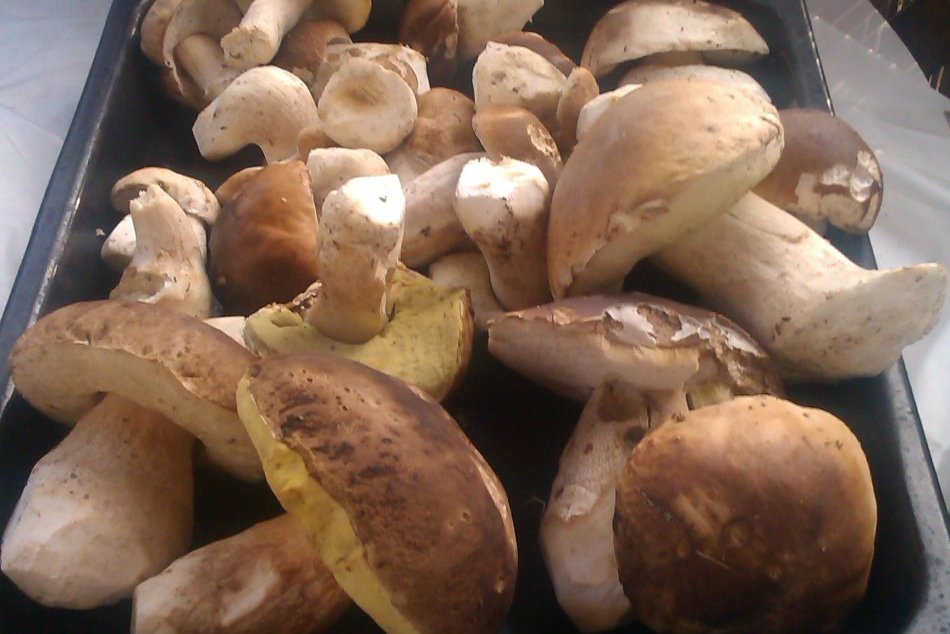 Hubárska sezóna v plnom prúde