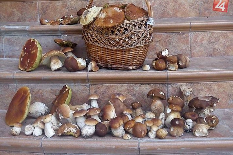 Hubársky úlovok mladej Michalovčanky (24)