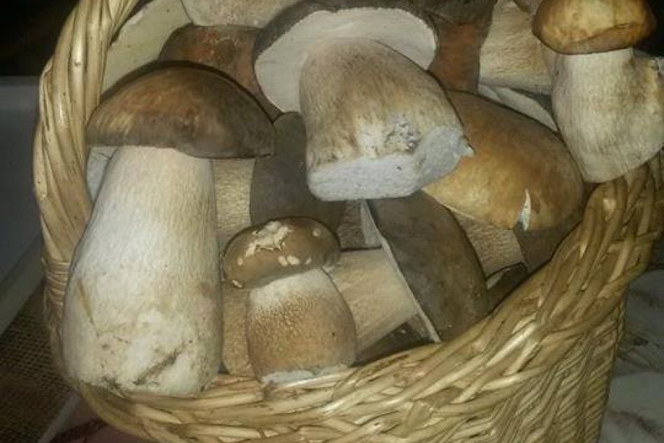 Nazbierané huby z okolia Zlatých Moraviec