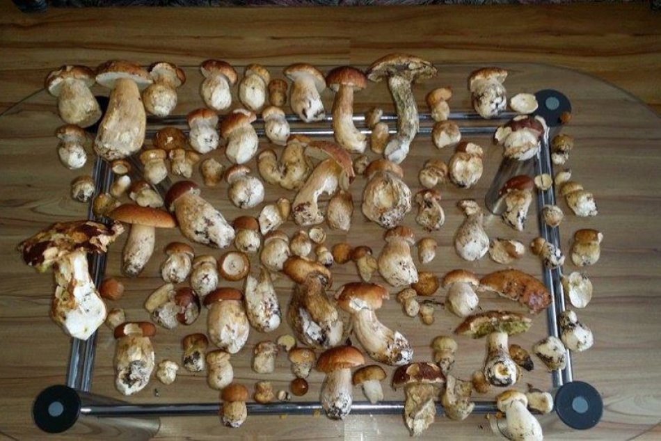 Po daždi smer na huby: V Prešovskom kraji našiel Róbert Kucek aj takéto skvosty!