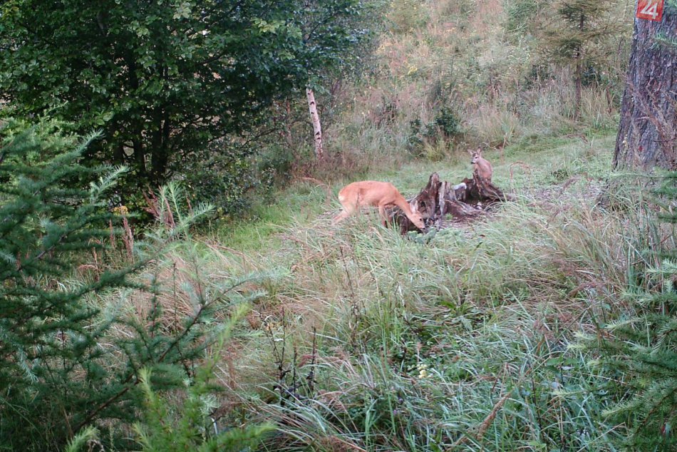 Unikátne zábery z lesa v Novoveskej Hute