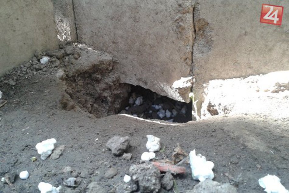 Potkany v záhrade a pivnici