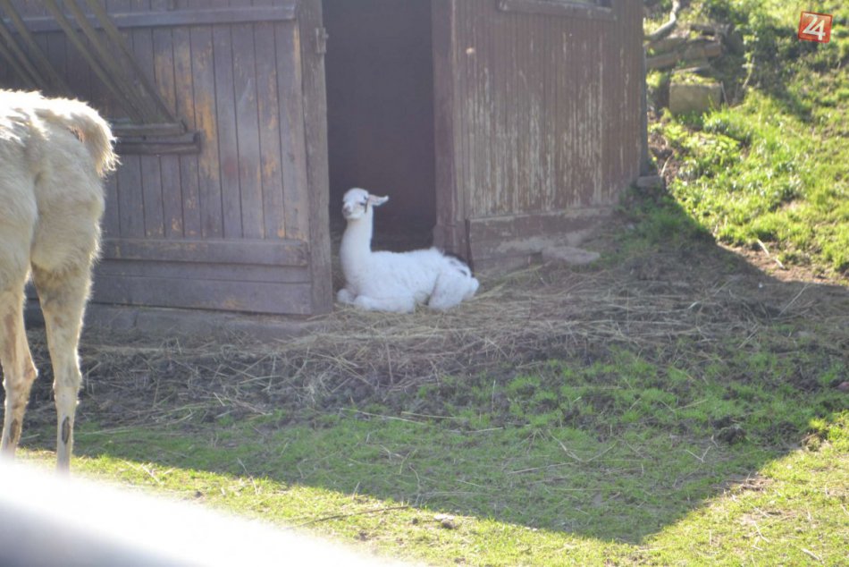 Mláďa lamy krotkej má len pár dní