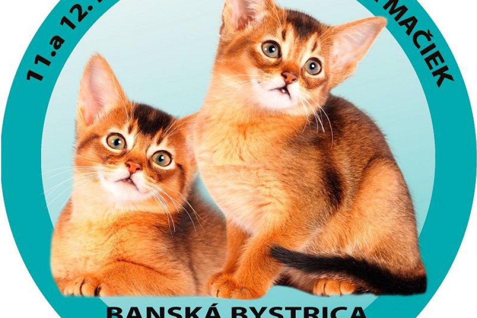 Výstava mačiek v Bystrici