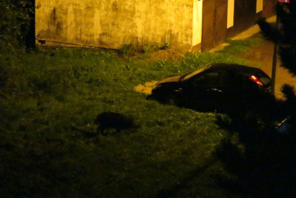 Diviak si na prechádzku nevybral najlepšie miesto: Pobehoval uprostred sídliska