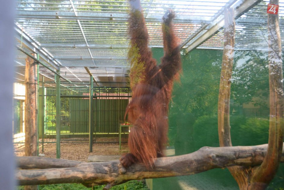 Zvieratká zo zoo v Spišskej Novej Vsi