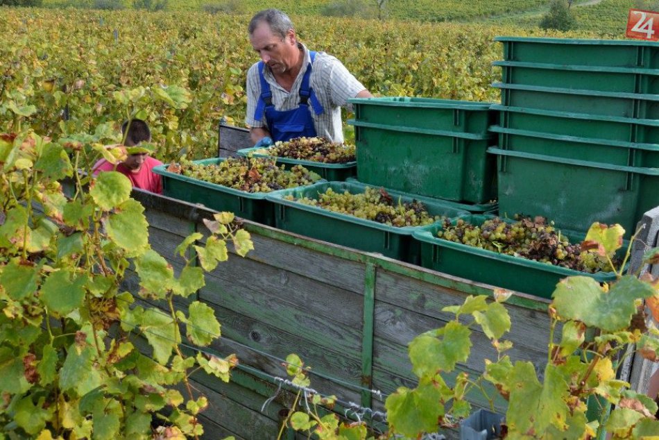 Dobrá aj horšia správa pre milovníkov tokajského vína: Bude ho dosť, ale bez...
