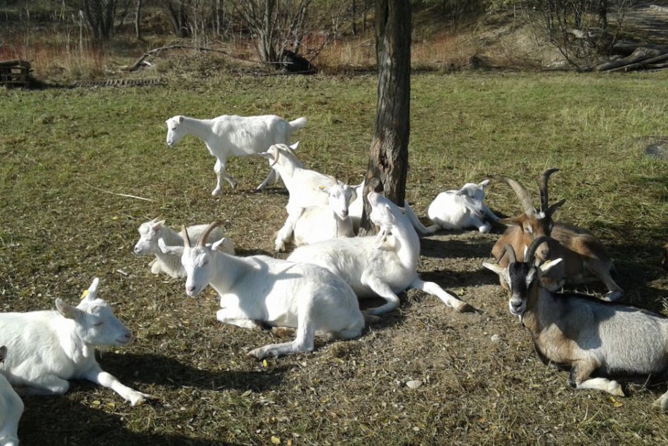 Pasenie kôz: Viete o tom, že to  je normálna  veda?