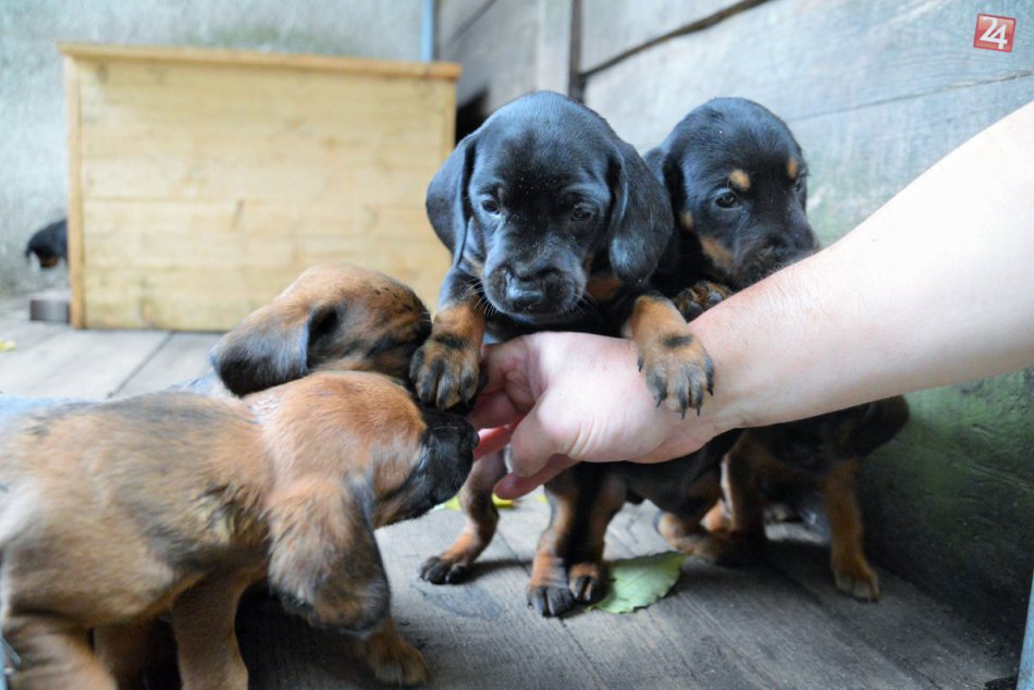 Na Zemplíne vyšľachtili nové plemeno psa!