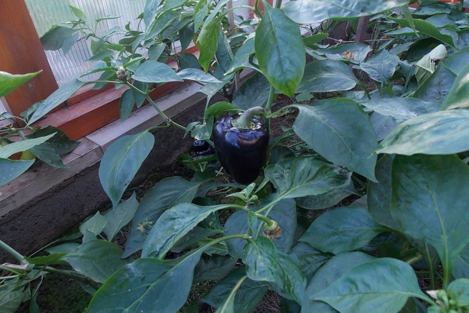 Zo záhrady východniara budete paf