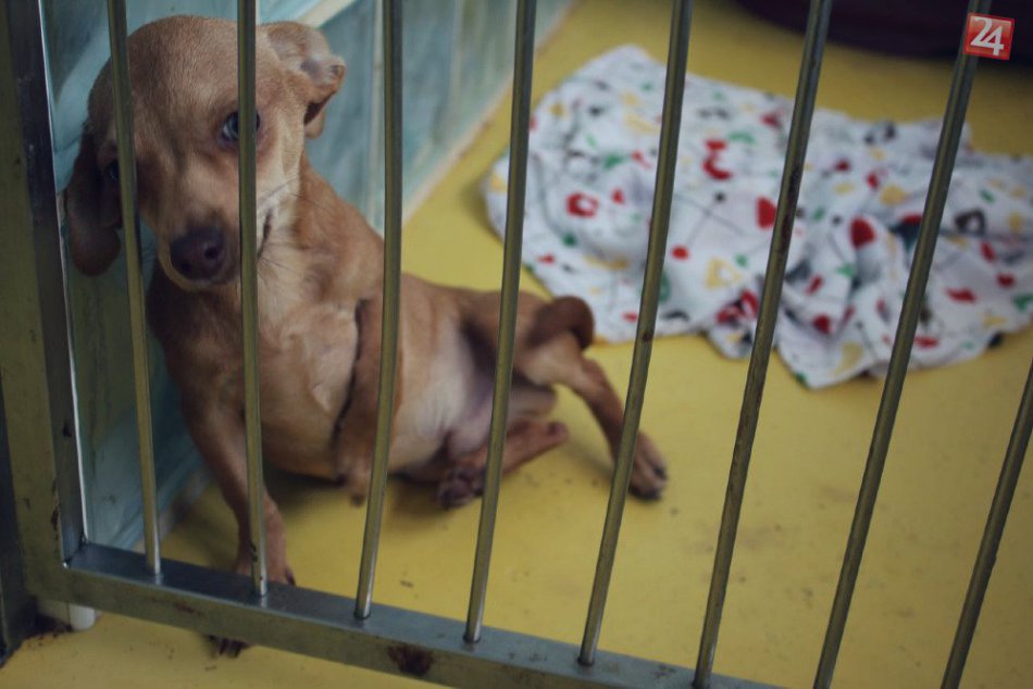 Cítiace bytosti zo Slobody zvierat