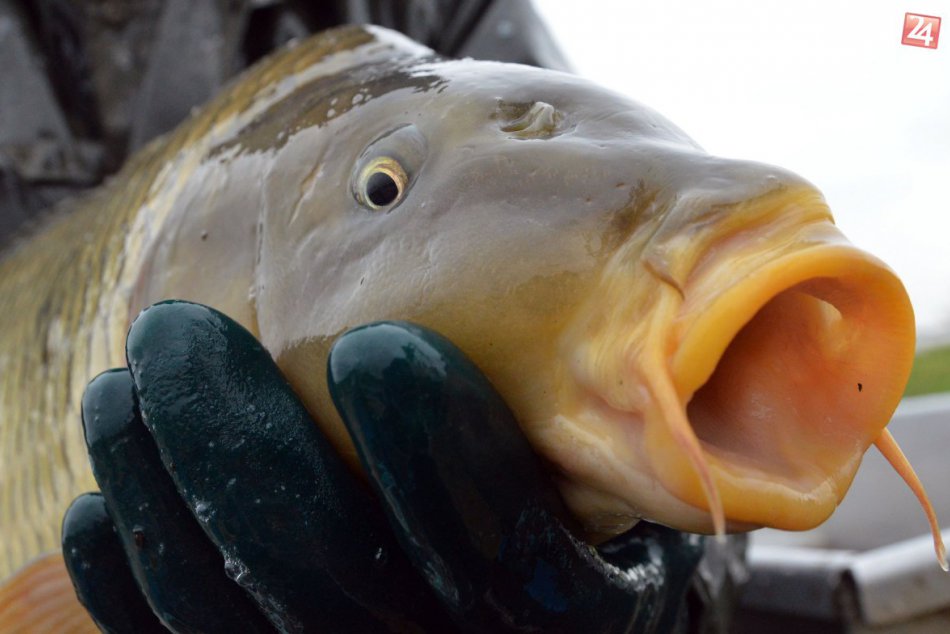 FOTOREPORTÁŽ: Na Zemplíne už lovia vianočných kaprov. Tip na ešte väčšiu pochúťk