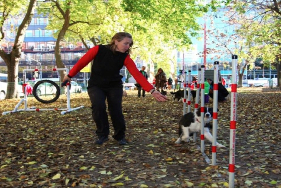 Voľne pustené psy sú v Poprade utópiou: Dočkajú sa niekedy psíčkari parku pre sv