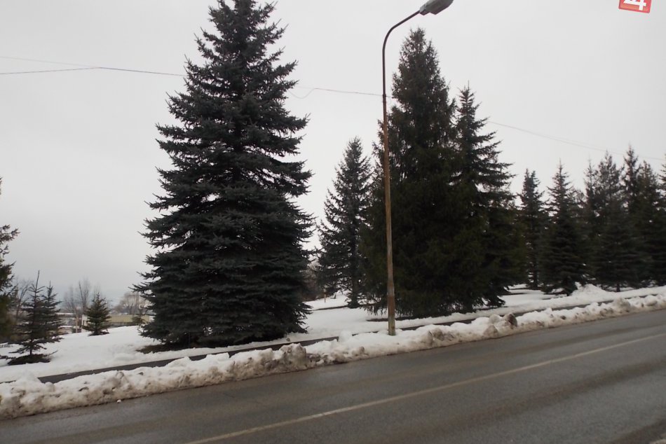 Čo sa skrýva pod stromom?