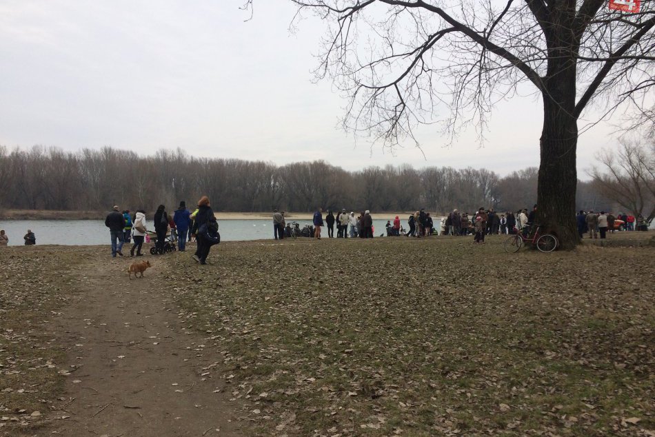 FOTO Voda nemá letné teploty? Ľadovým medveďom to nevadí!