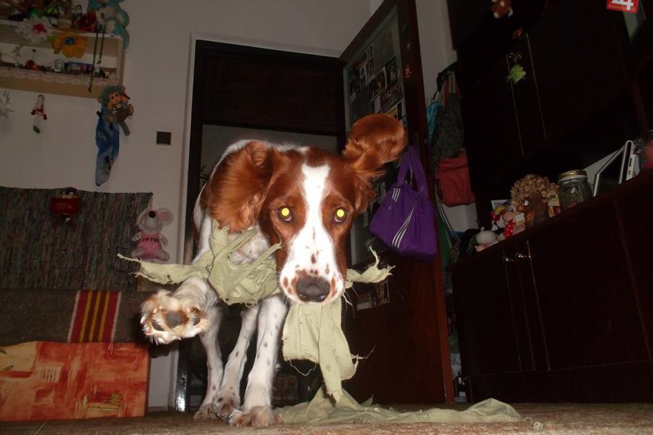 Vtipné momentky vašich miláčikov :)